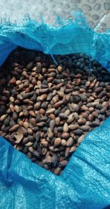 jual biji jati putih