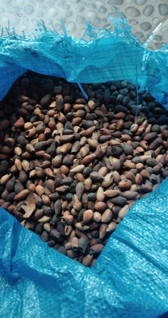jual biji jati putih