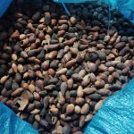 jual biji jati putih