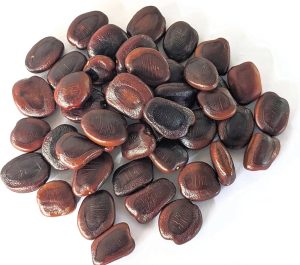 jual biji asam jawa