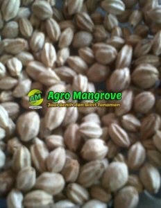 jual biji mindi