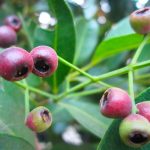 jual biji pucuk merah