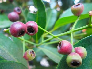 jual biji pucuk merah