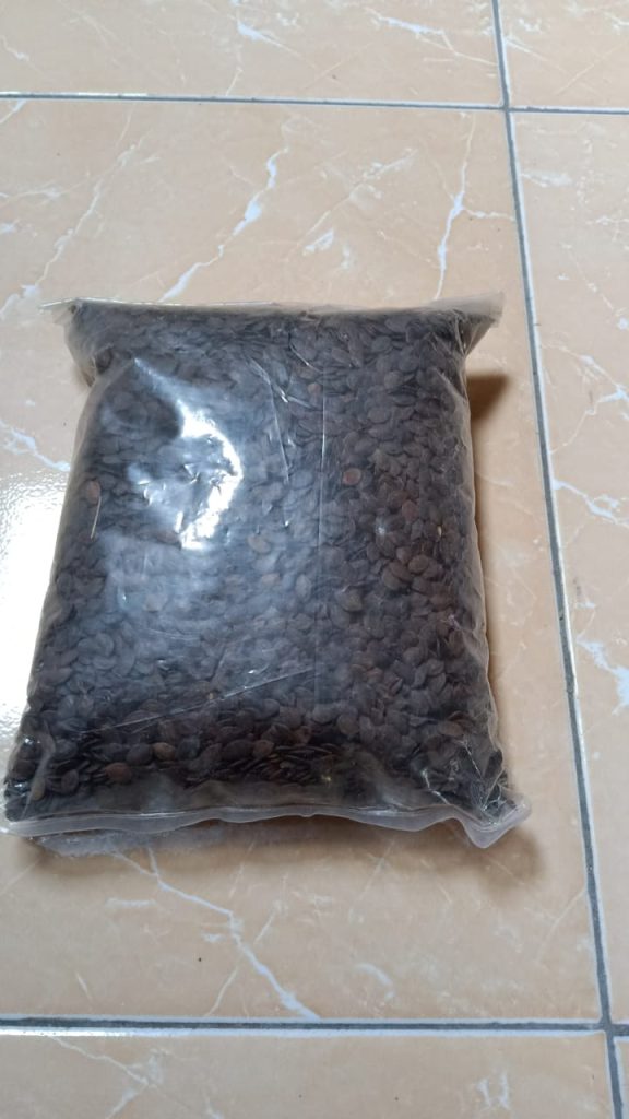 Jual biji kaliandra merah