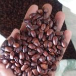 jual biji trembesi