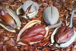 jual biji mahoni