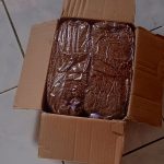 Jual biji cemara laut