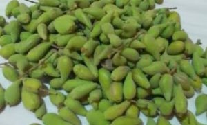 jual biji api api