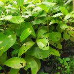 jual bibit ketapang laut