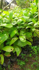 jual bibit ketapang laut