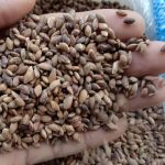 jual biji pinus merkusi
