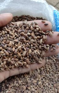 jual biji pinus merkusi