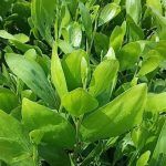 jual bibit akasia mangium