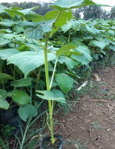 jual bibit balsa
