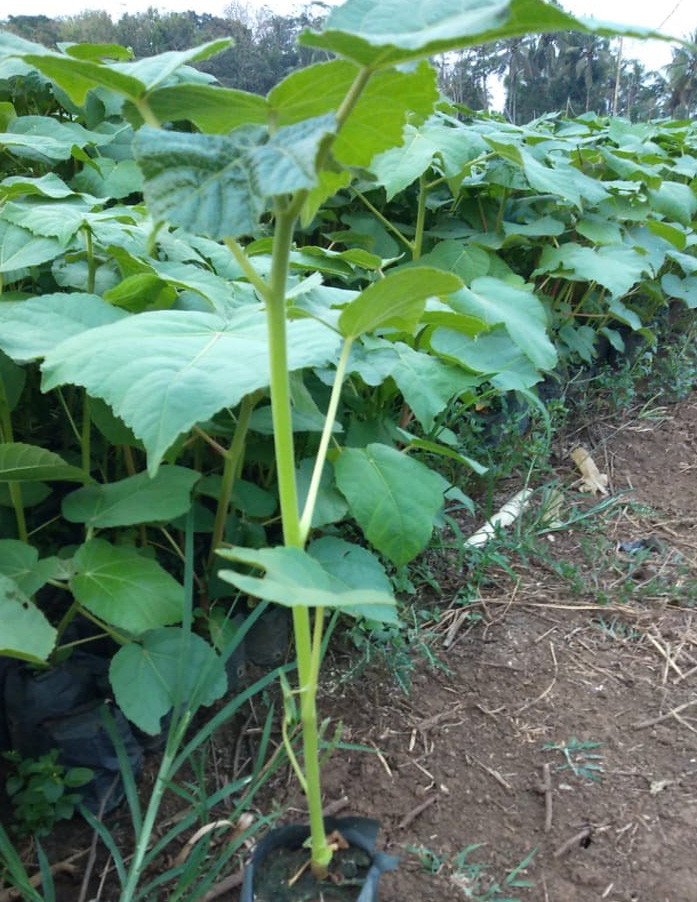 jual bibit balsa