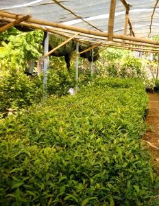 jual bibit cengkeh