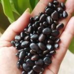 jual biji mb lokal
