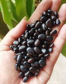 jual biji mb lokal