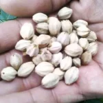 jual biji mindi