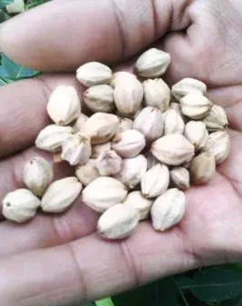 jual biji mindi