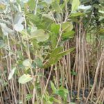 jual bibit nyamplung