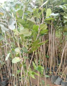 jual bibit nyamplung