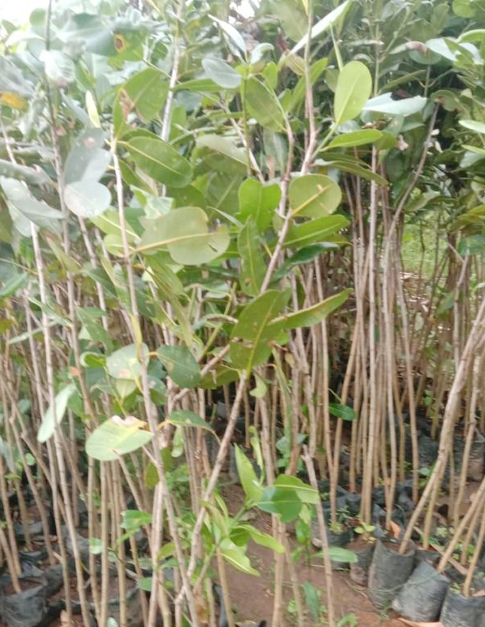 jual bibit nyamplung