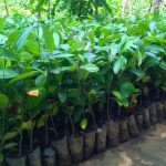 jual bibit angsana