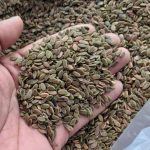 jual biji sengon laut