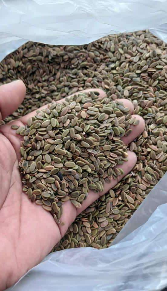 jual biji sengon laut