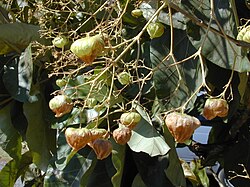 jual biji jati