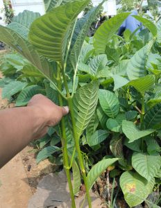 jual bibit jabon putih