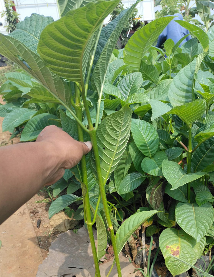 jual bibit jabon putih
