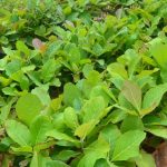 jual bibit jati
