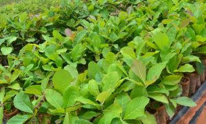 jual bibit jati