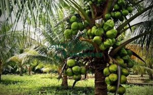 jual bibit kelapa hibrida