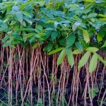 jual bibit mahoni