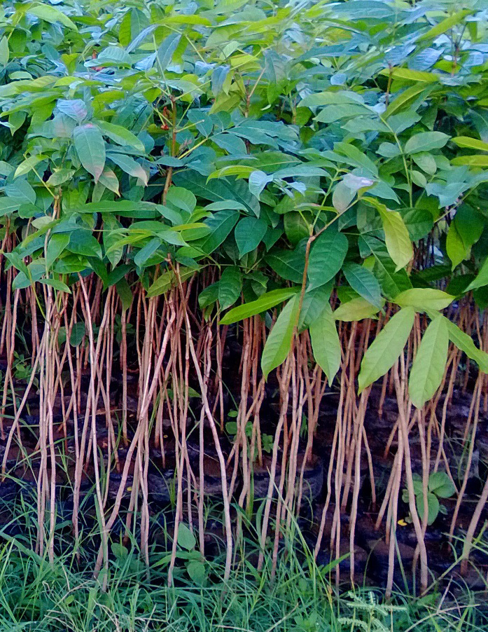 jual bibit mahoni