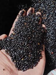 jual biji akasia