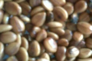 jual biji angsana