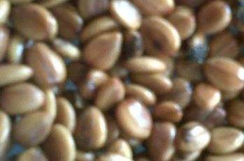 jual biji angsana