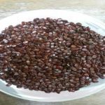 jual biji lamtoro