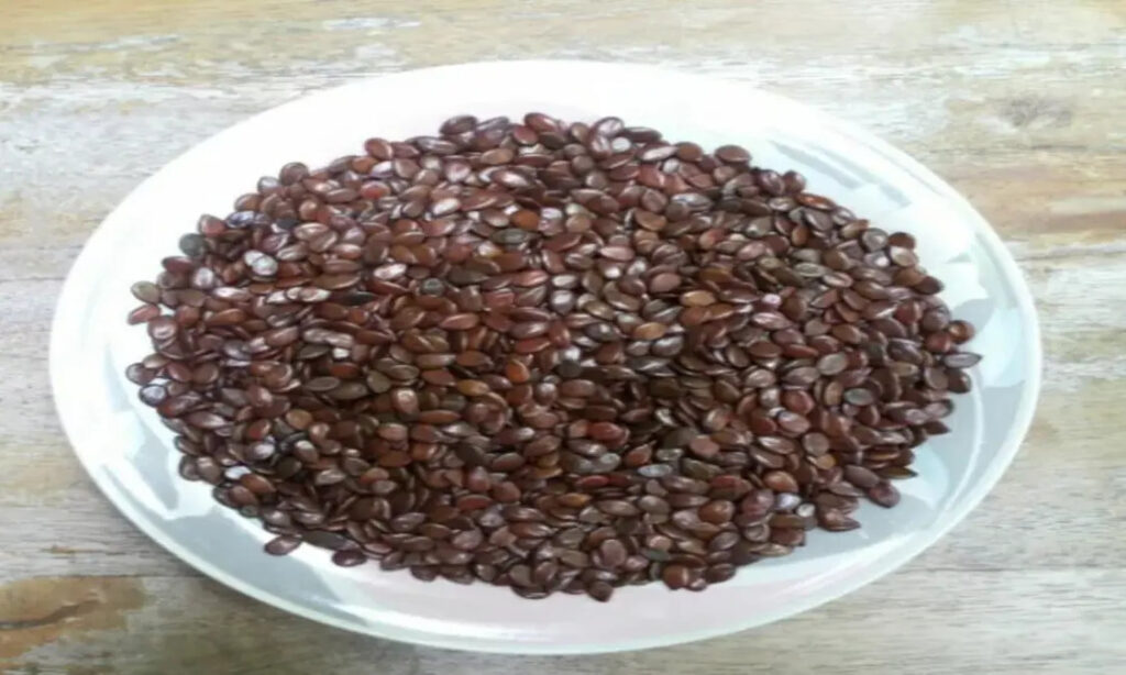 jual biji lamtoro