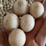 jual biji nyamplung