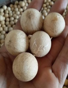 jual biji nyamplung