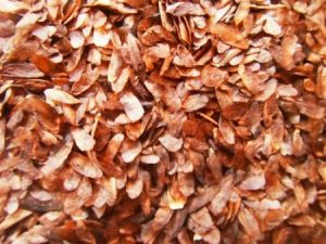 jual biji suren