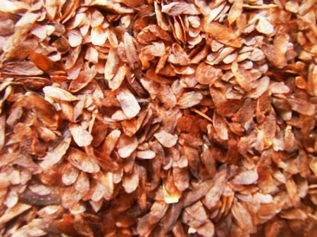 jual biji suren