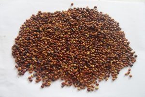 jual biji turi