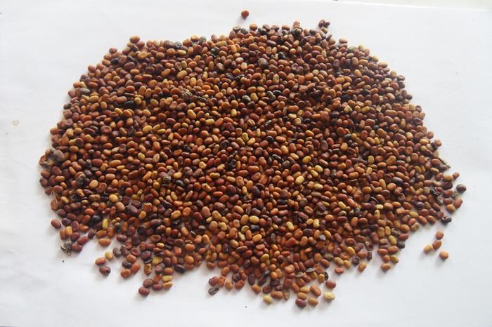 jual biji turi