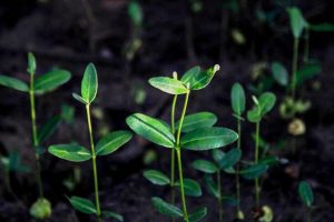 jual bibit api-api
